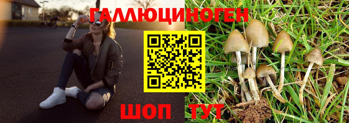 Волгоград  Псилоцибиновые грибы Psilocybe  Псилоцибиновые грибы мицелий  Вход с VPN 